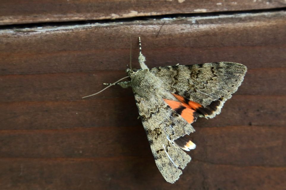 Catocala puerpera - nyárfa-övesbagoly