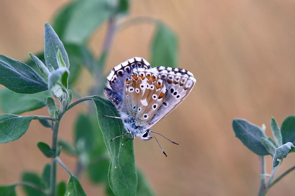 Polyommatus coridon - ezüstkék boglárka