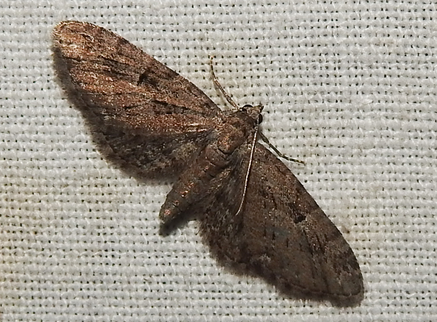 Eupithecia pusillata - lucfenyő-törpearaszoló