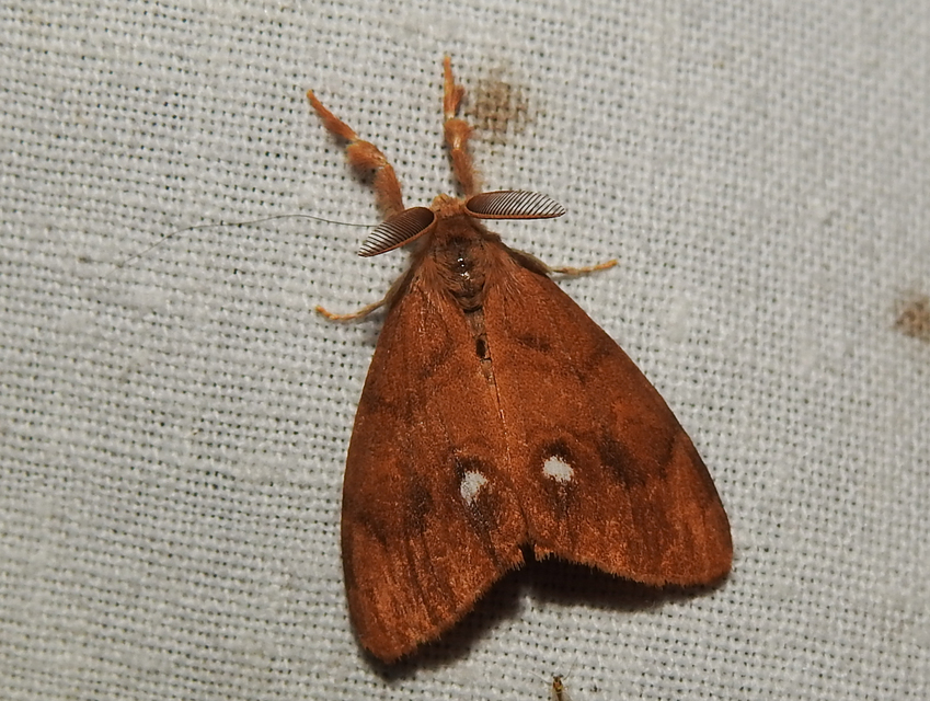 Orgyia antiqua - rozsdabarna kisszövő