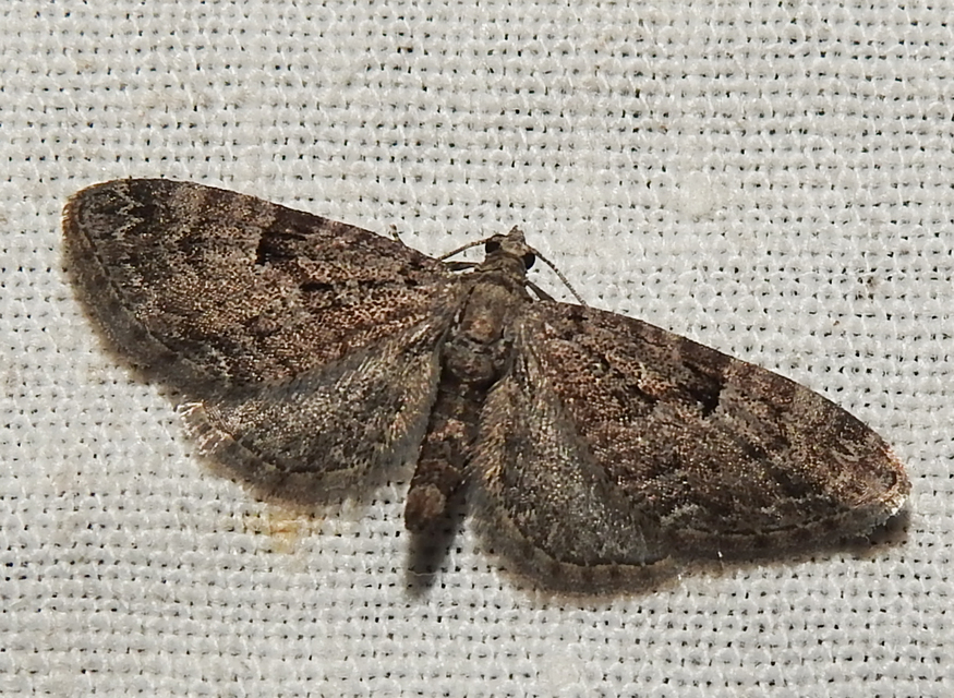 Eupithecia pusillata - lucfenyő-törpearaszoló