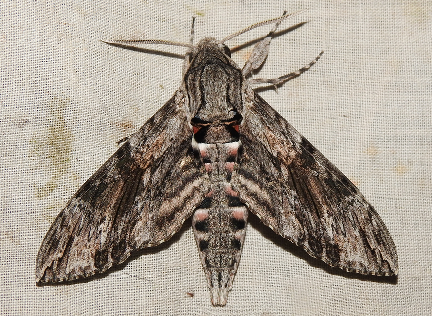 Agrius convolvuli - szulákszender