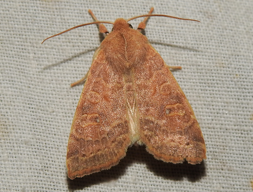 Cirrhia ocellaris - fakó sárgabagoly