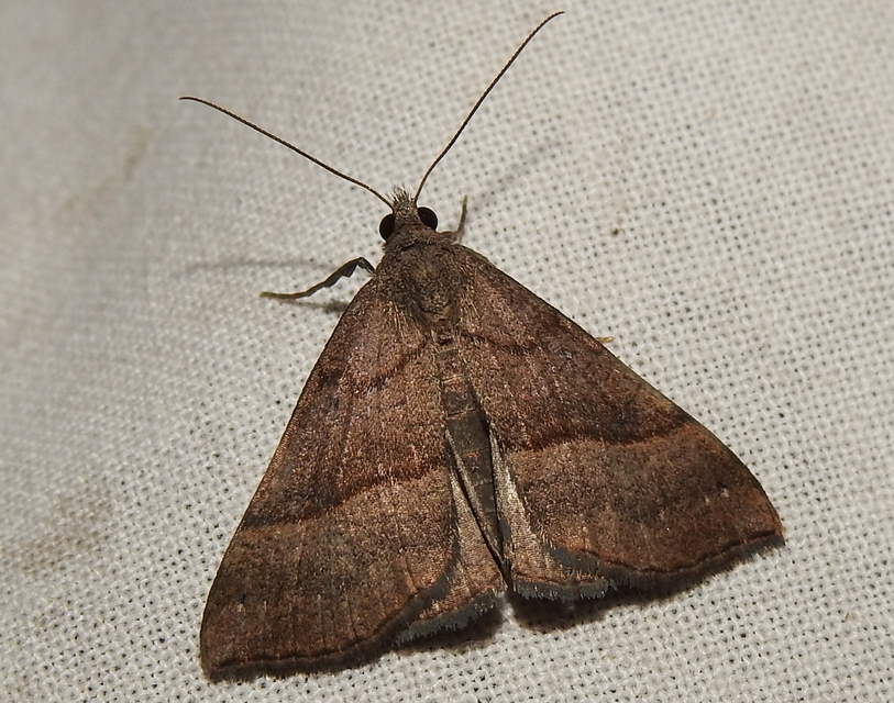 Hypena proboscidalis - ormányos karcsúbagoly
