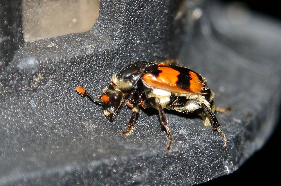 Nicrophorus vespillo - közönséges temetőbogár