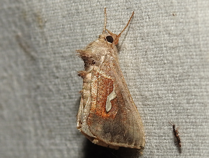 Macdunnoughia confusa - cseppfoltos ezüstbagoly