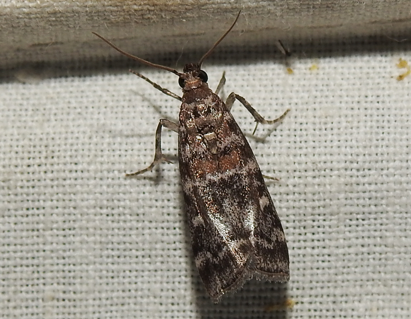 Dioryctria sylvestrella - tobozrágó karcsúmoly