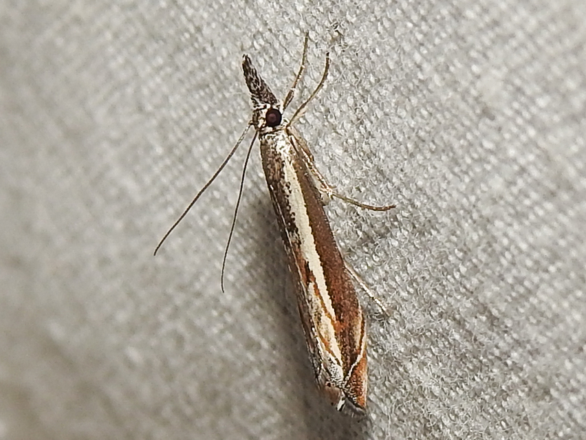 Platytes alpinella - moharágómoly