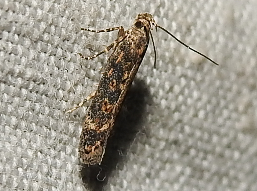 Scrobipalpa ocellatella - répaaknázó sarlósmoly