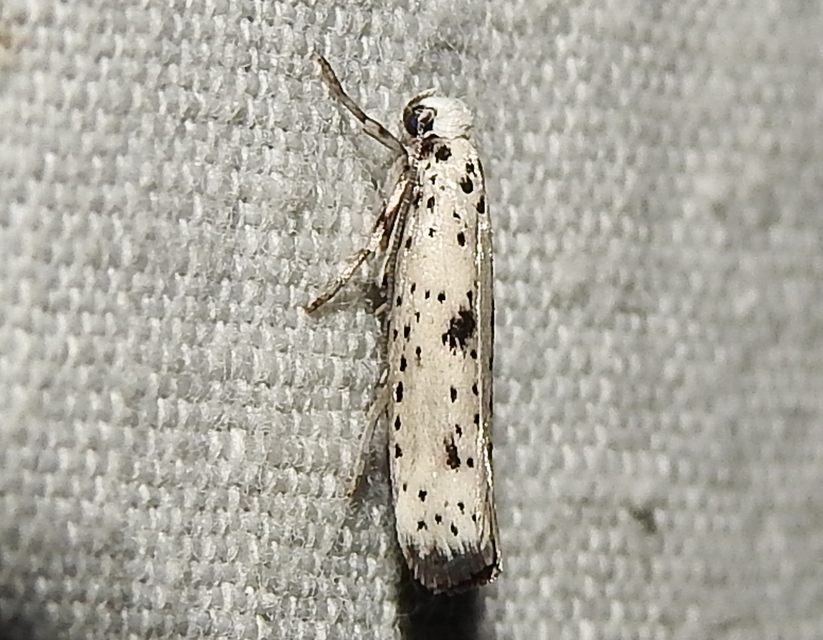 Yponomeuta plumbella - pókhálós bengemoly