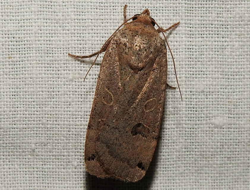 Noctua pronuba - nagy sárgafűbagoly