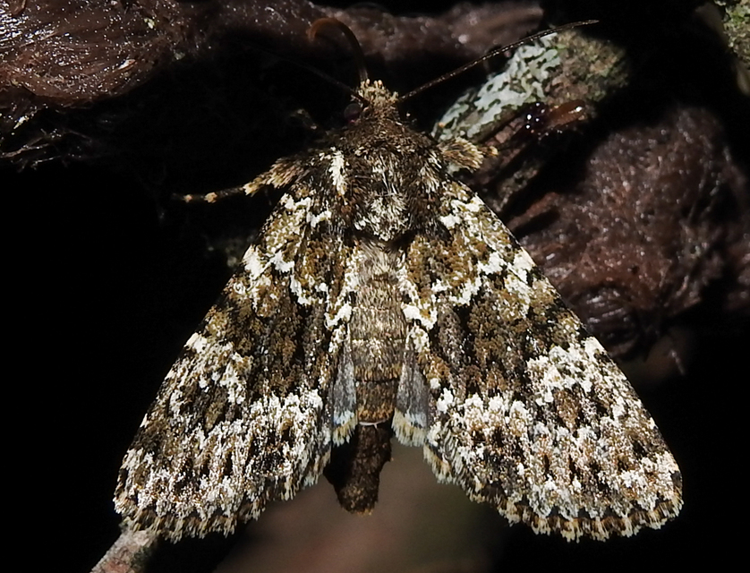 Polymixis polymita - kankalin-tarkabagoly