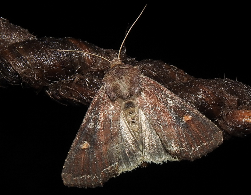 Lacanobia oleracea - saláta-kertibagoly