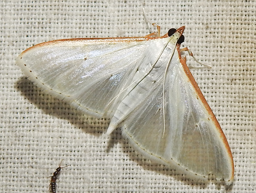Palpita vitrealis - hófehér tűzmoly