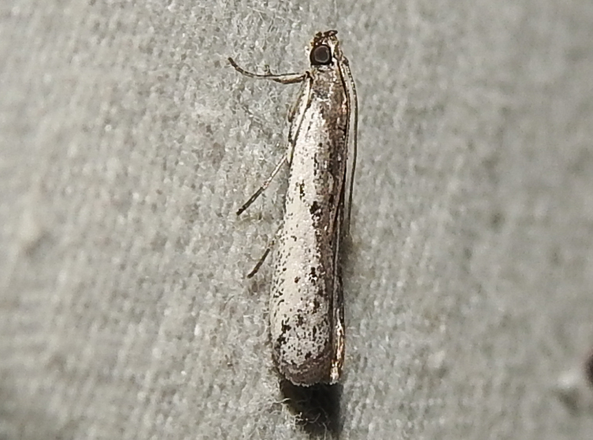 Phycitodes