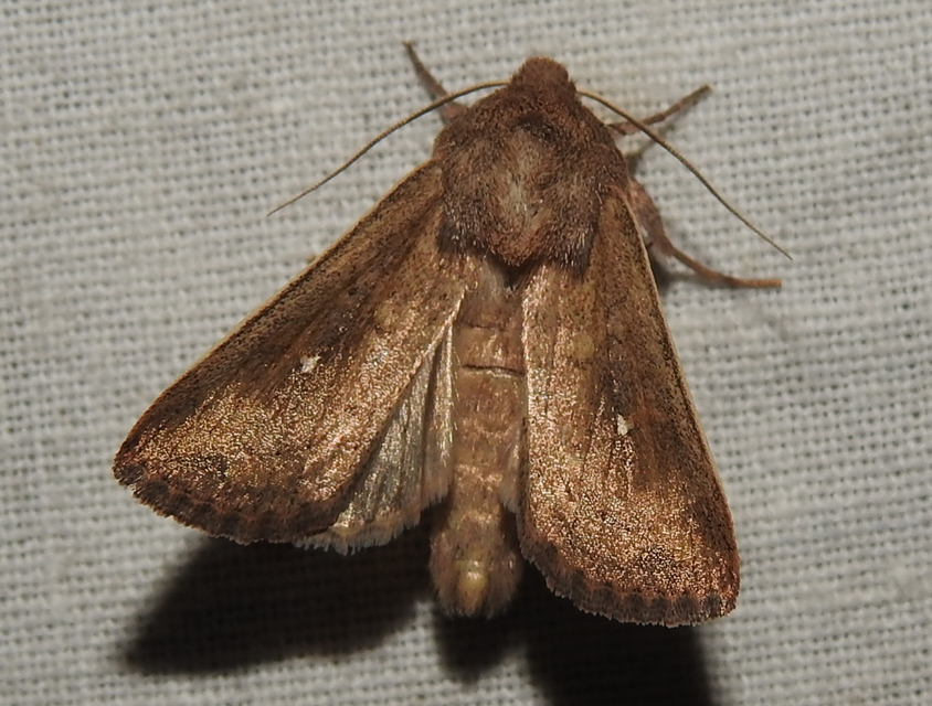 Mythimna albipuncta - fehérpettyes rétibagoly