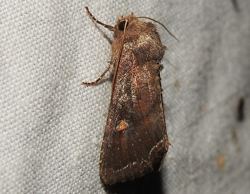 Lacanobia oleracea - saláta-kertibagoly