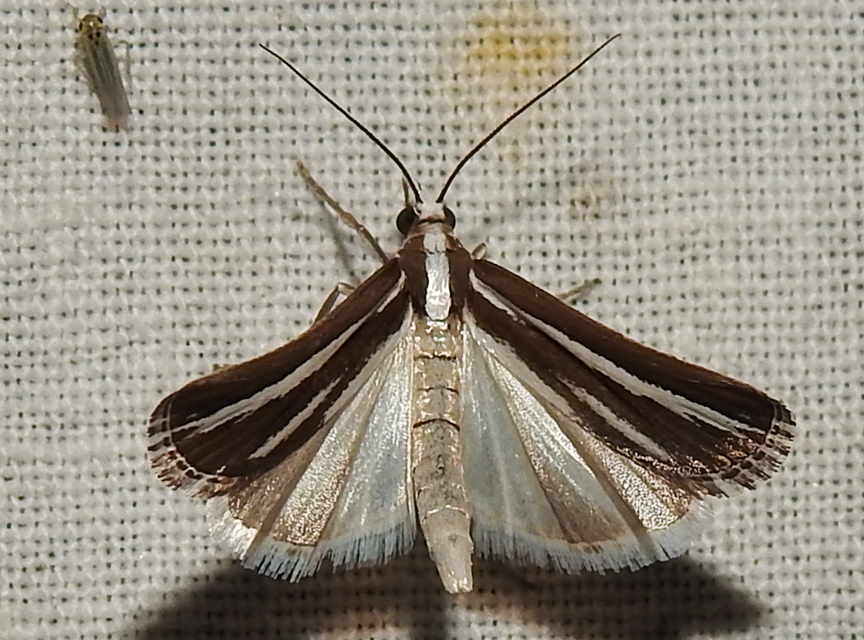 Catoptria fulgidella - villámmintás fűgyökérmoly