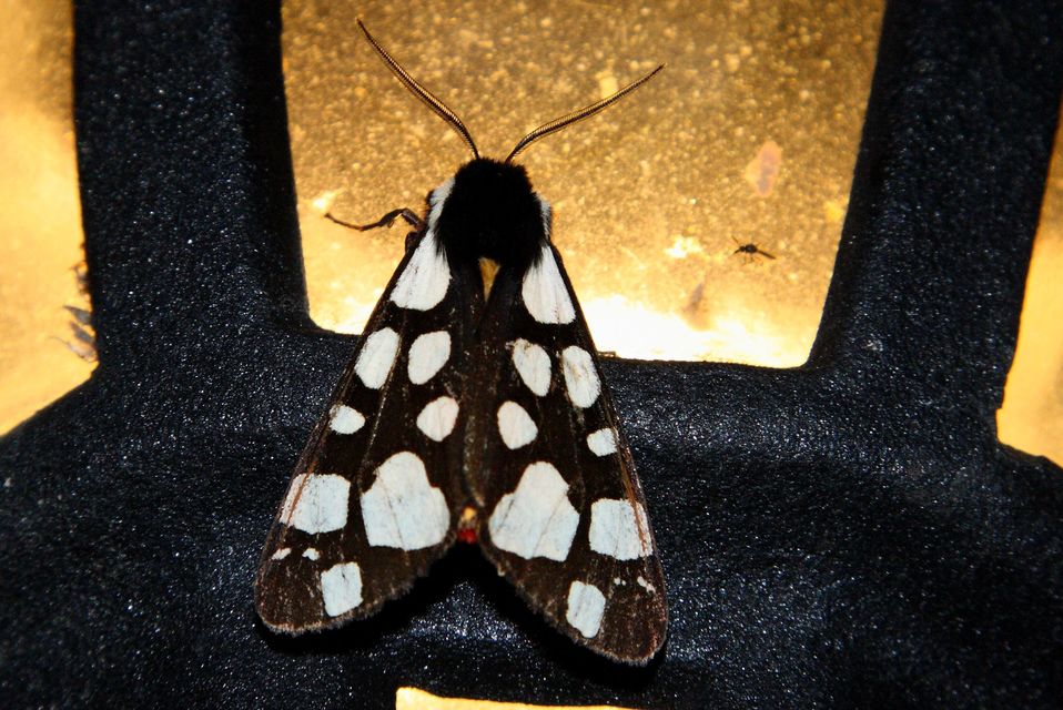 Arctia villica - fekete medvelepke
