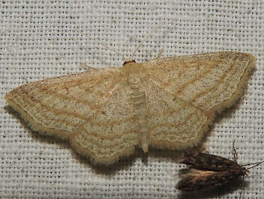 Scopula virgulata - vesszős sávosaraszoló