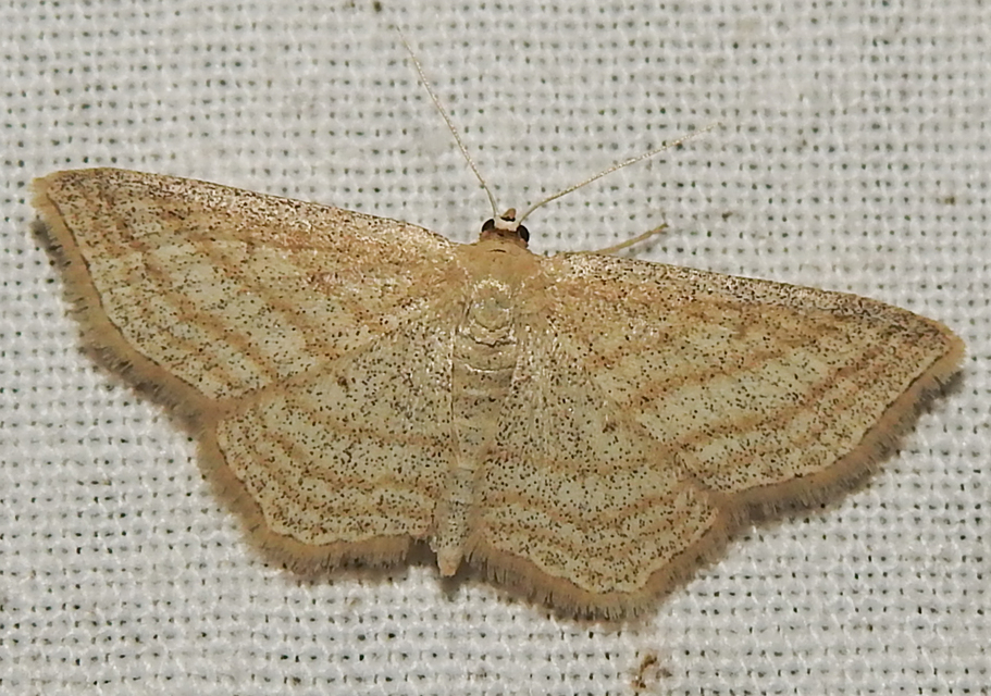 Scopula virgulata - vesszős sávosaraszoló