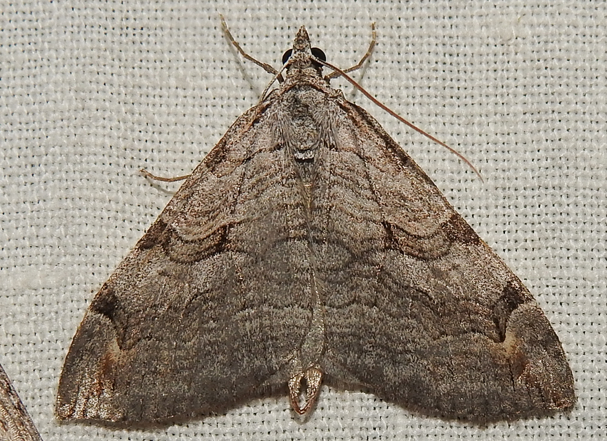 Aplocera efformata/plagiata
