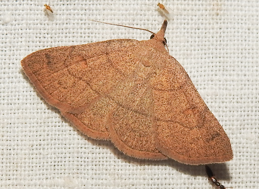 Paracolax tristalis - sárgás karcsúbagoly