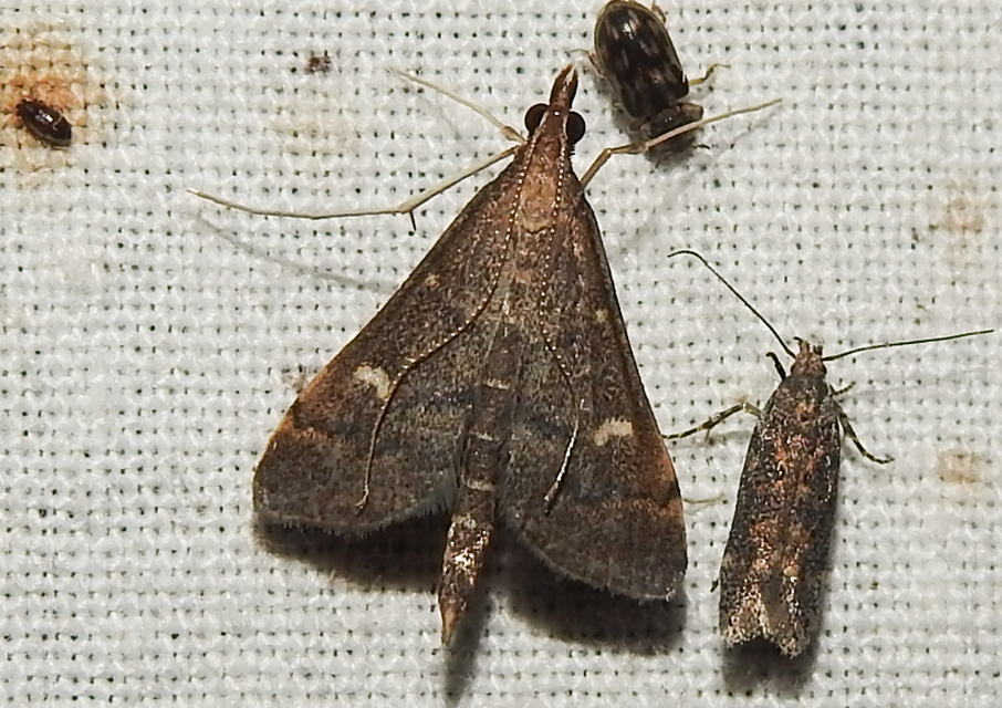 Dolicharthria punctalis - hosszúlábú tűzmoly