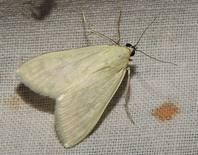 Sitochroa palealis - kénszárnyú dudvamoly