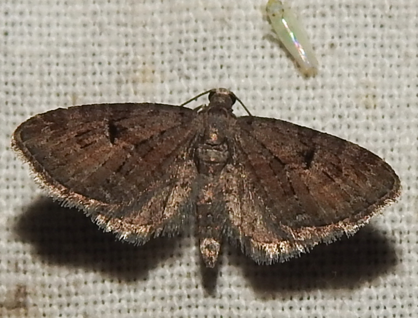 Eupithecia pusillata - lucfenyő-törpearaszoló
