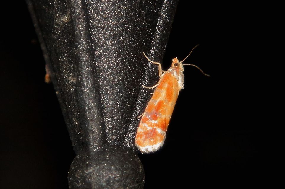 Rhyacionia