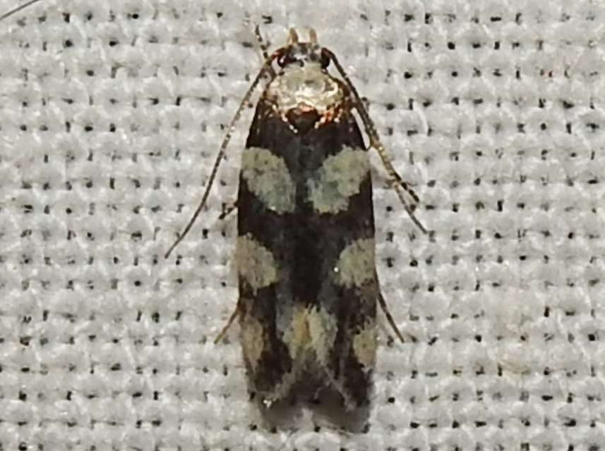 Pseudotelphusa tessella - sóskafamoly