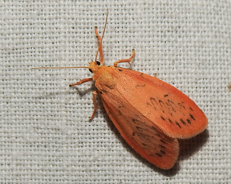 Miltochrista miniata - piros medvelepke