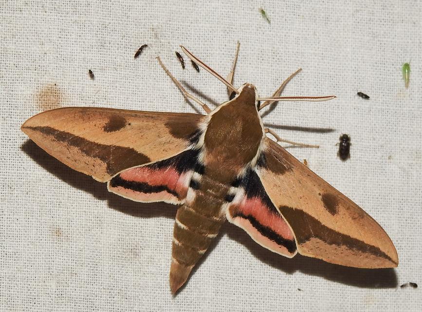 Hyles euphorbiae - kutyatejszender