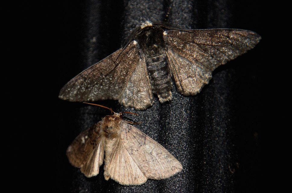 Biston betularia - szürkepettyes araszoló