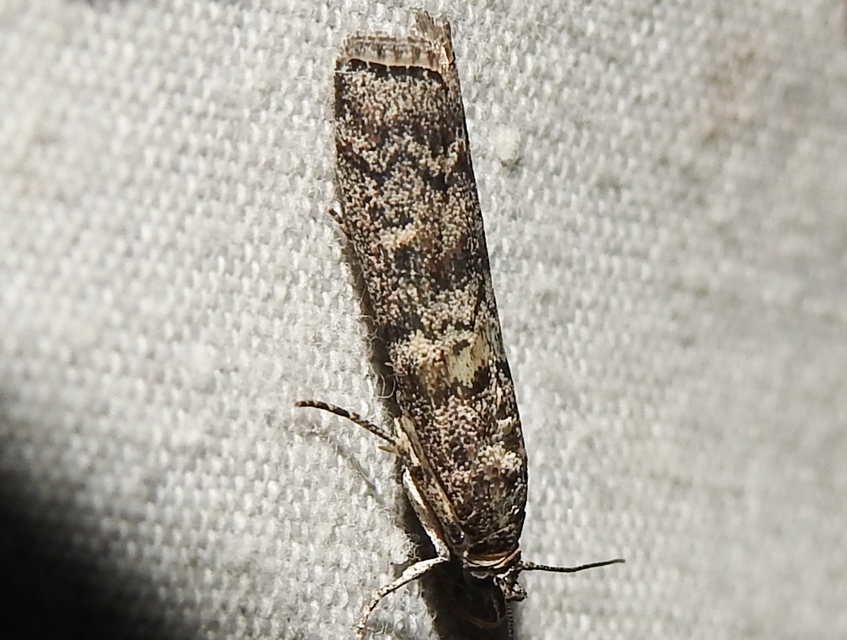 Dioryctria