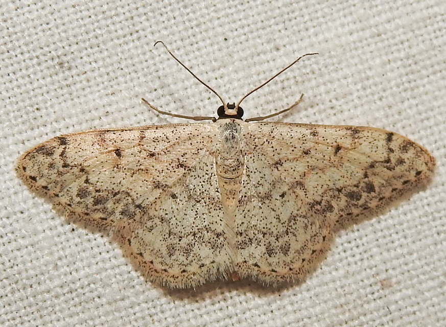 Scopula marginepunctata - pettyes sávosaraszoló