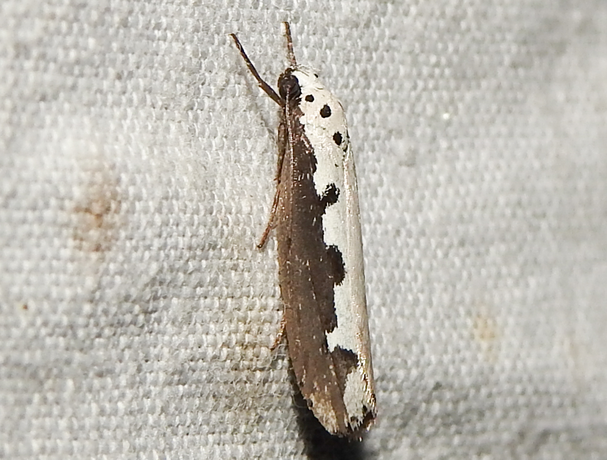 Ethmia bipunctella - kétpettyes feketemoly