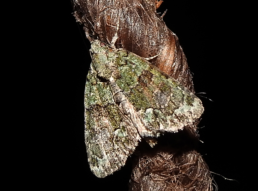 Cryphia algae - sárgászöld zuzmóbagoly