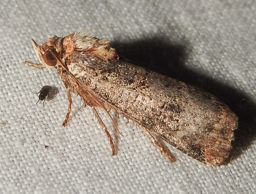 Epilecta linogrisea - karcsú sárgafűbagoly