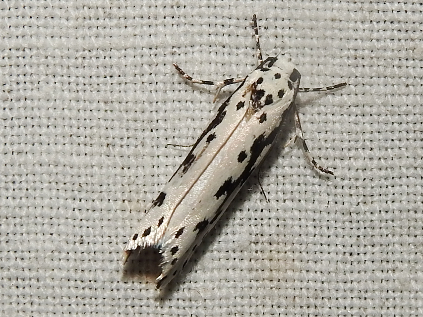 Ethmia candidella - őszi feketemoly