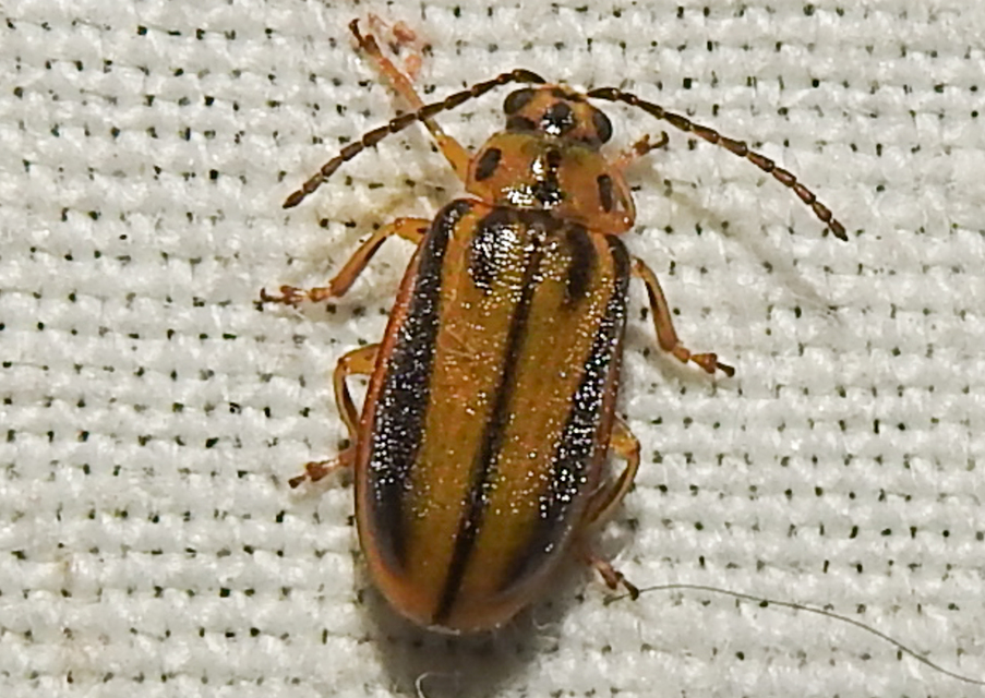 Xanthogalerucella luteola - szilfa-olajosbogár