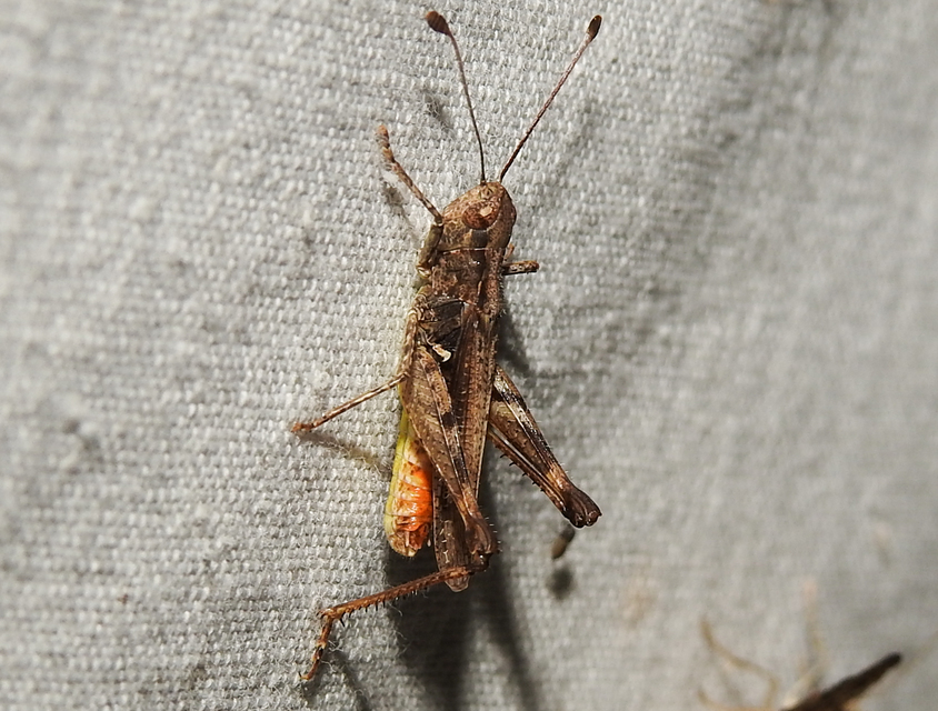 Myrmeleotettix antennatus - homoki bunkóscsápúsáska