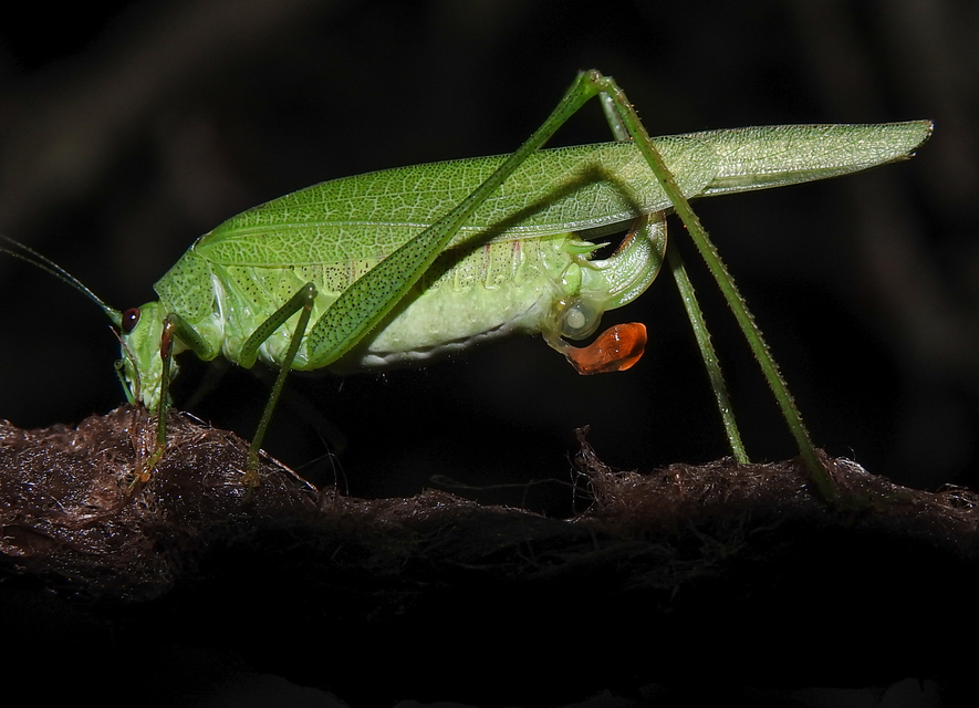 Phaneroptera nana - pontozott repülőszöcske