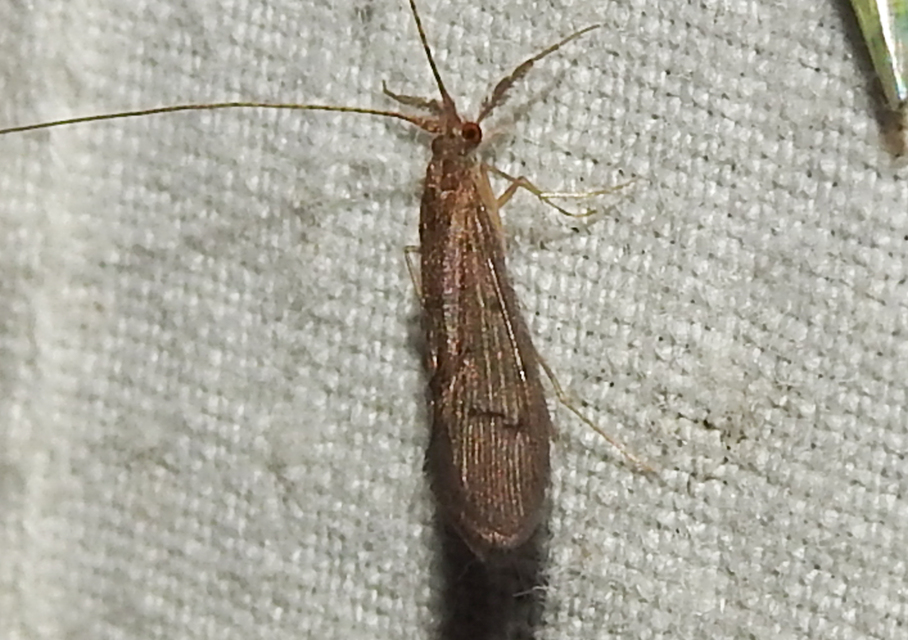 Trichoptera - Tegzesek