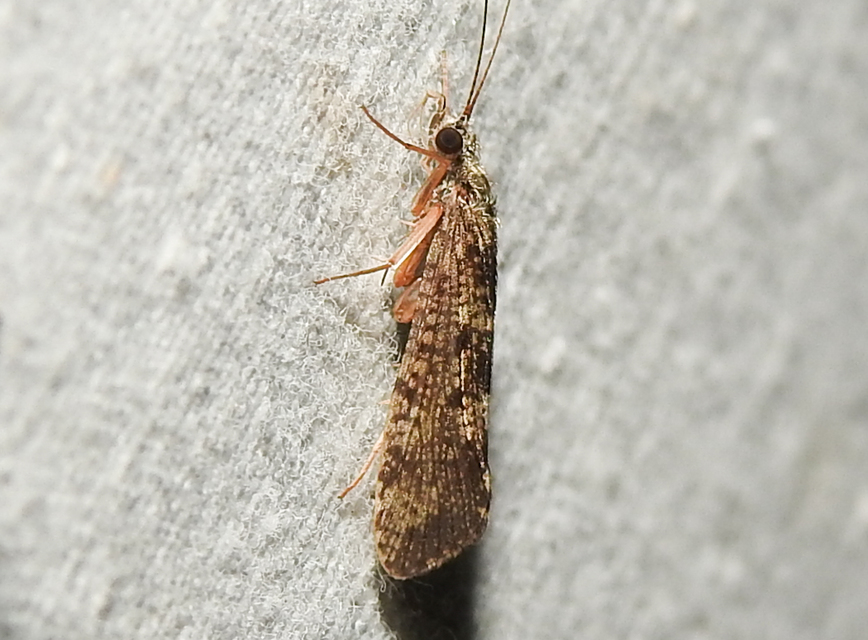 Trichoptera - Tegzesek