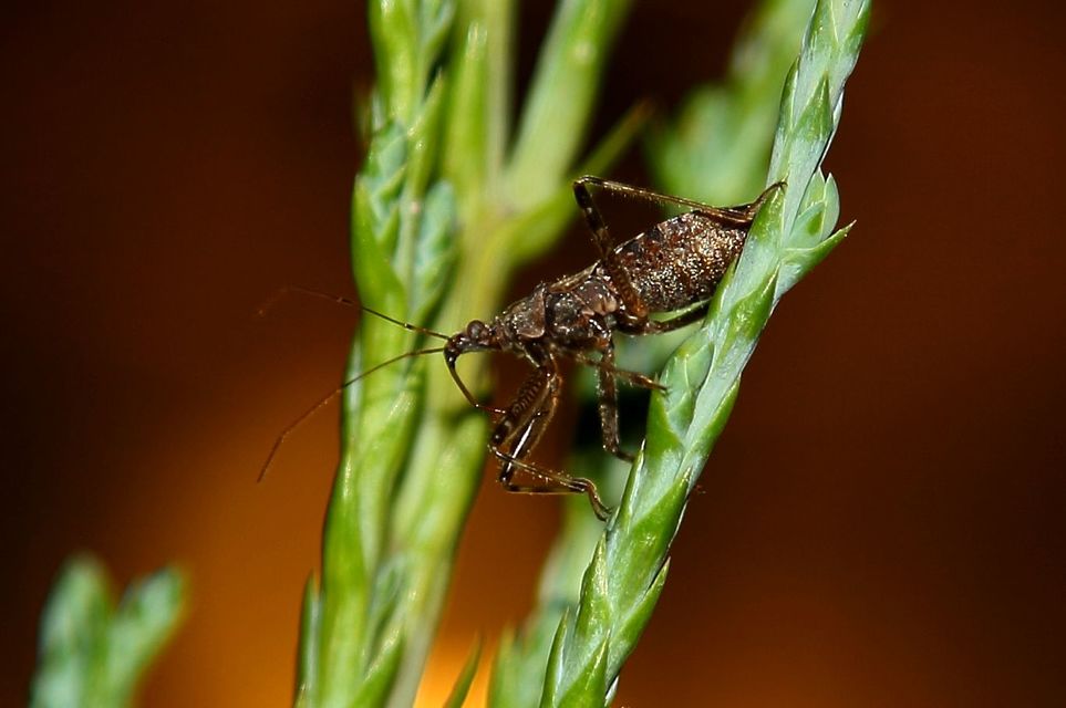 Himacerus