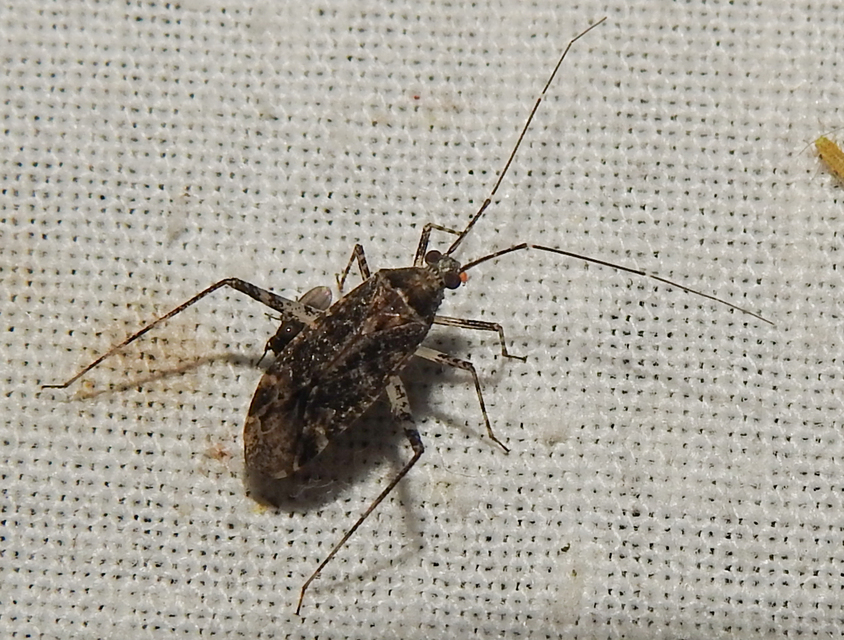 Phytocoris