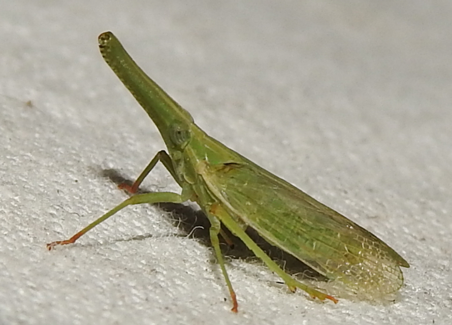 Dictyophara pannonica
