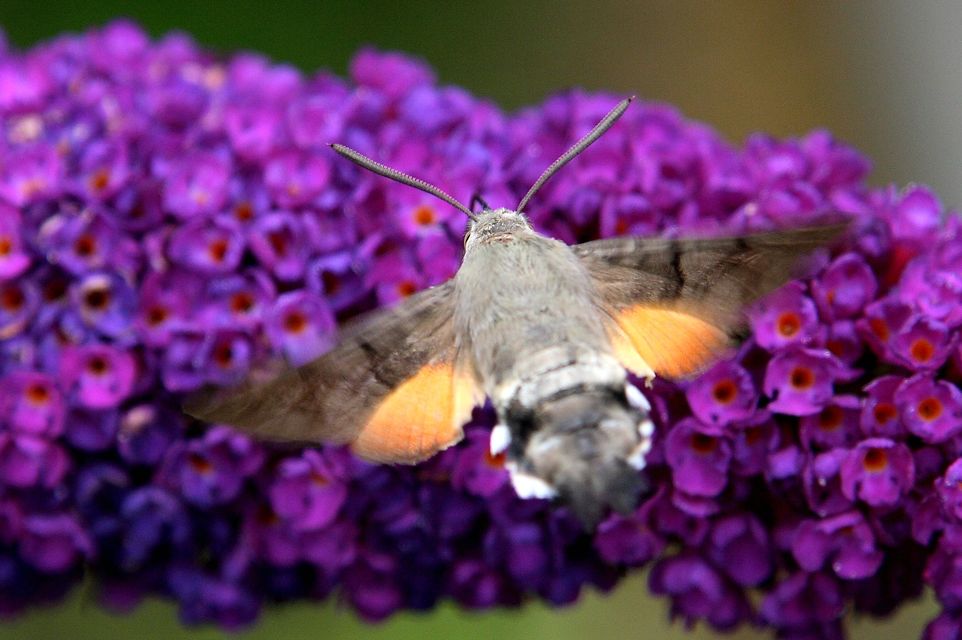 Macroglossum stellatarum - kacsafarkú szender